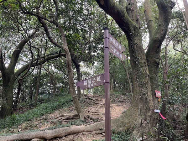 [微笑山線_第二段] 2025_0720 大棟山系_百年大榕樹2843334