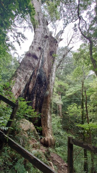  步道巡訪員 l 北得拉曼步道6月巡訪日誌1016116