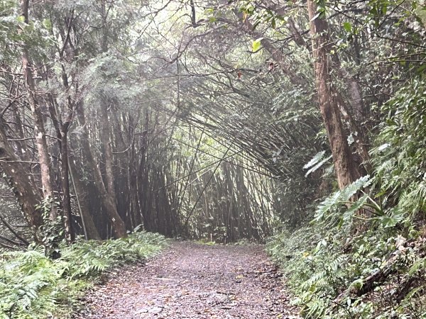 聖母登山步道（抹茶山）2000124