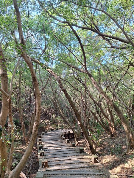 大肚環保公園步道+大尖山+萬里長城步道萬里長城步道20251207