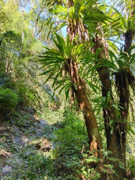 坪林區小粗坑古道+小粗坑山+環山路+楣子寮尖+貴妃池O型2994471