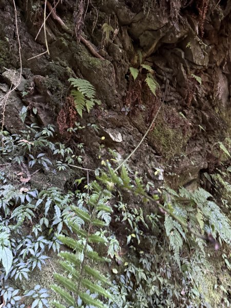 1141122特富野古道2995423