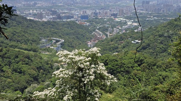 2025桐花大爆發，台灣最大的賞桐花景點，土城桐花公園、天上山及火焰山的桐花大爆發2776459