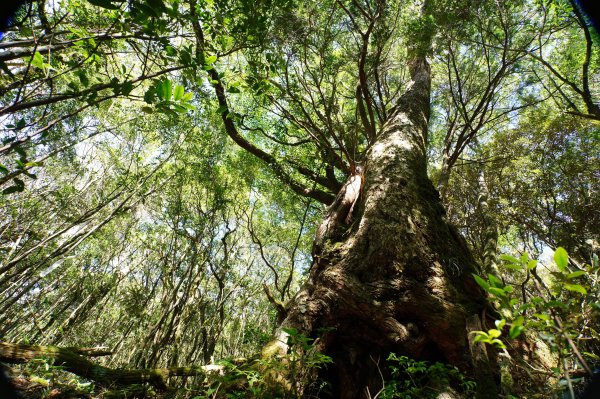 桃園 復興 把家灣山、低陸山2865355