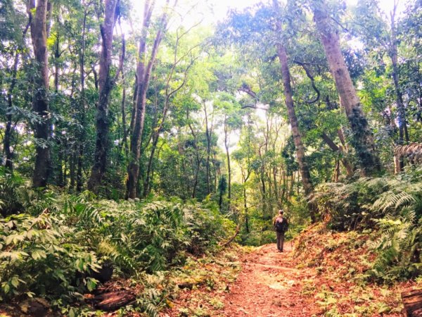 瓏美麗一週一步道（馬那邦山）558308