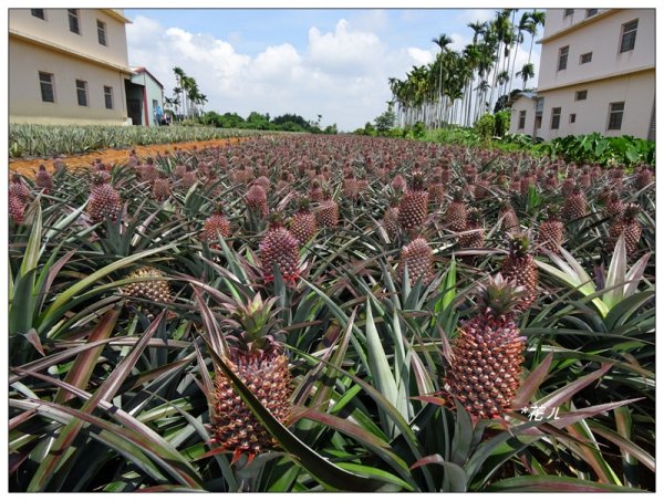 彰化/橫山觀日步道636164