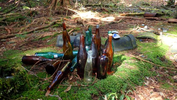 尋幽訪古遊走千年巨木和幻霧美森的樂山林道2882353