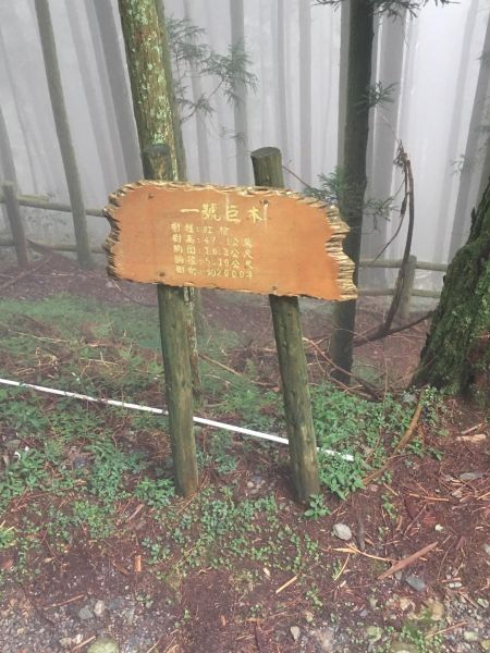 觀霧檜山巨木森林步道171767