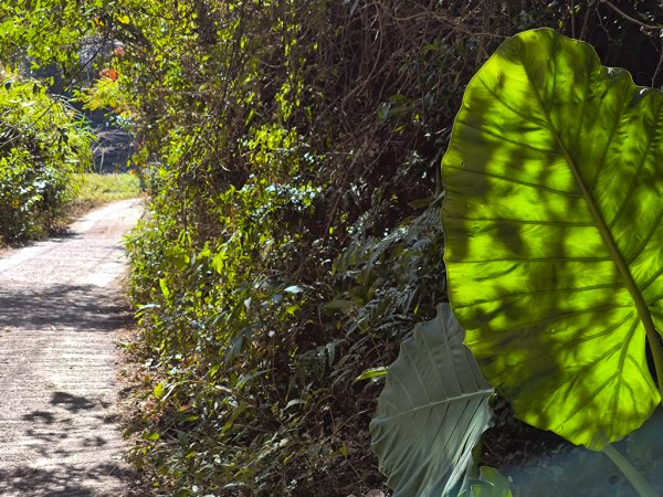 2025-12-21 武界山、獅凸魯山、橫屏山、橫屏山西峰2969747