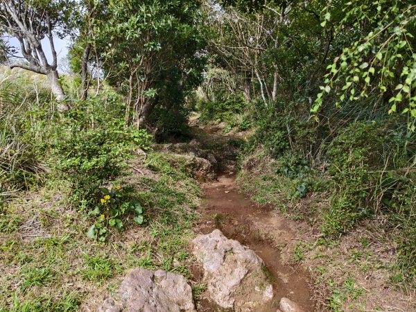 [百山百鳥尋旅-11/15] 2025_0927 大屯主峰-連峰步道_大屯山南峰2899362