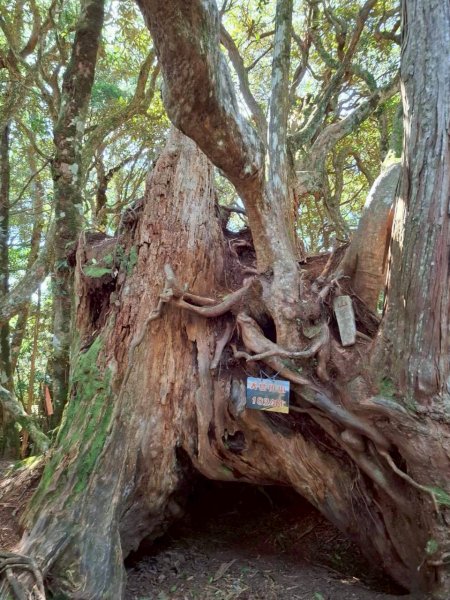 🌈11/9(日)高島縱走~高台山連走島田山山徑✨FB：熊熊趴爬走🌈2932486