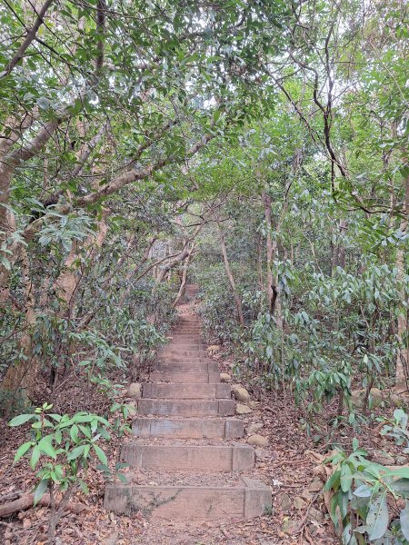 飛龍步道(崇聖亭起登)202401222696330