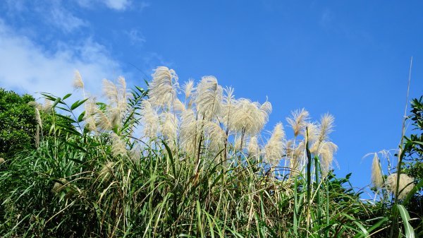 大溪,灣坑頭山,福隆790052