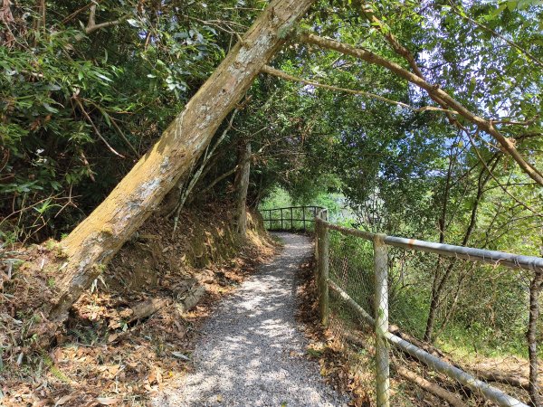 [百山百鳥尋旅-06/15] 2025_0830 貓囒山步道2875714