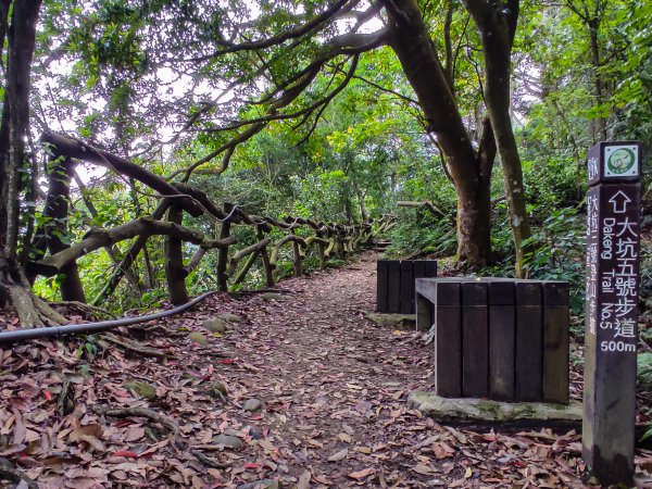 大坑3號登山步道1684747