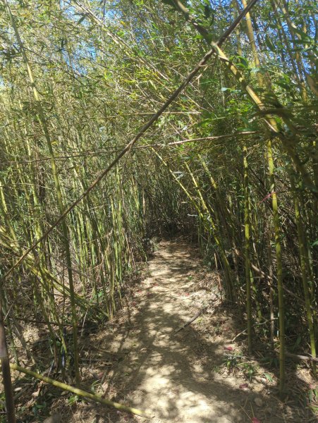 2025.10.18－微笑山線：【天上山系】望月亭桐花段2919559