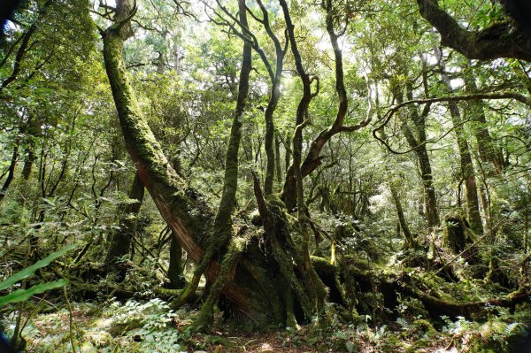 桃園 復興 復興尖山2867150