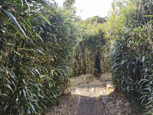 [百山百鳥尋旅-11/15] 2025_0927 大屯主峰-連峰步道_大屯山2899267