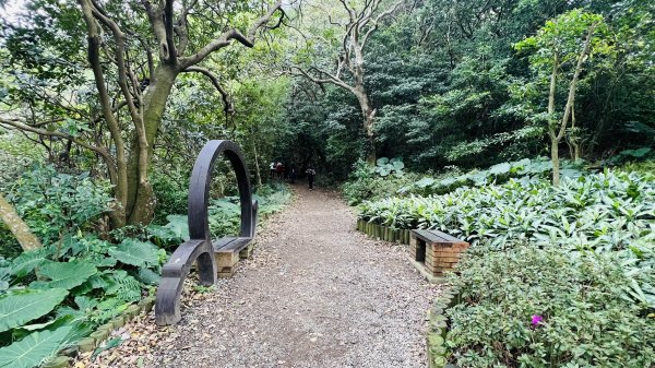 陽明山橫嶺古道|搭公車就能到京都嵐山竹林美景||澄園秘境賞梅前山公園悠閒野餐1603363