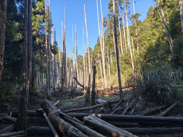金柑樹、嶺頭山、忘憂森林2956110