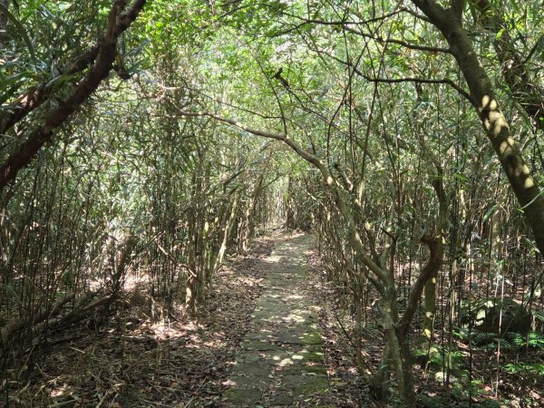 大屯主峰-連峰步道環形（小百岳）2904383