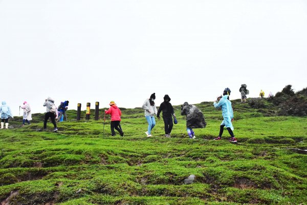 20201114陽明山擎天崗步道1179099