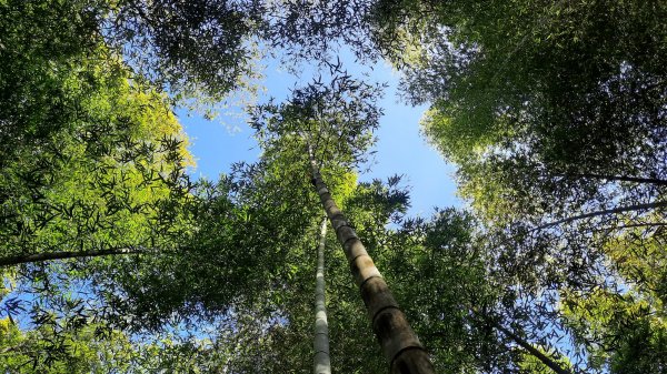 《南投》竹林台灣杉｜溪頭山竹崙山志騰山O繞202302182035836