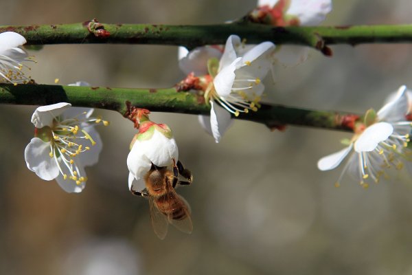 【臺南~楠西】梅嶺賞梅一~觀音步道1246942