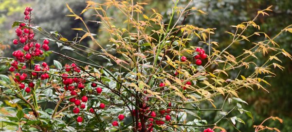 #中山樓 #陽明公園 #十八份 #吉野櫻 #墨染櫻（花葉同開） #山海觀馬場 #黃花風鈴木3011426