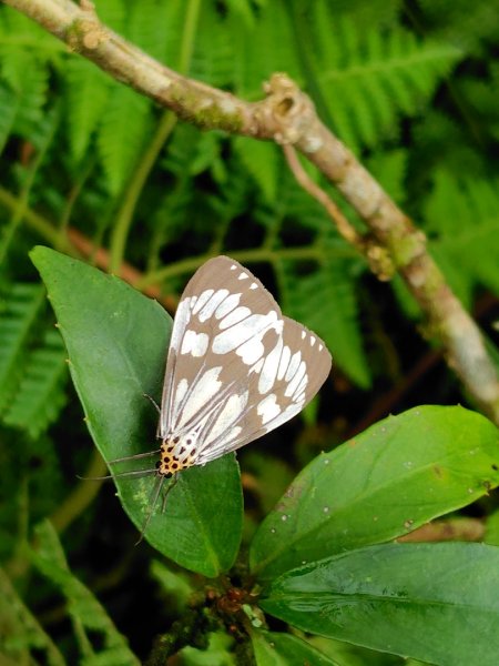 渭水之丘 烘爐地山 抹茶山 三角崙山2938721