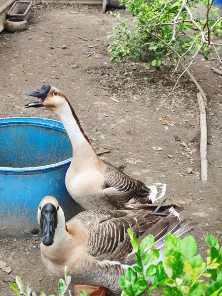 九讚頭車站-大崎棟.茶亭.逃學.騎龍古道20幾K繞大O2972540
