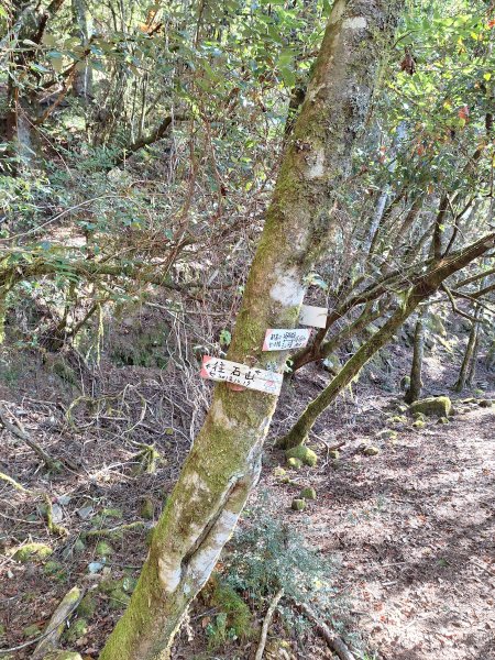 石山+阿毛神木202512112961798