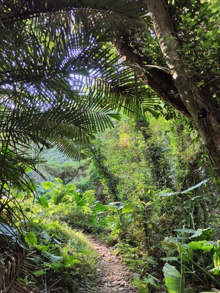 2023.11.01 蓮華山古道群2489005