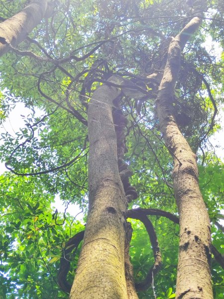 林口新林老公崎步道2773698