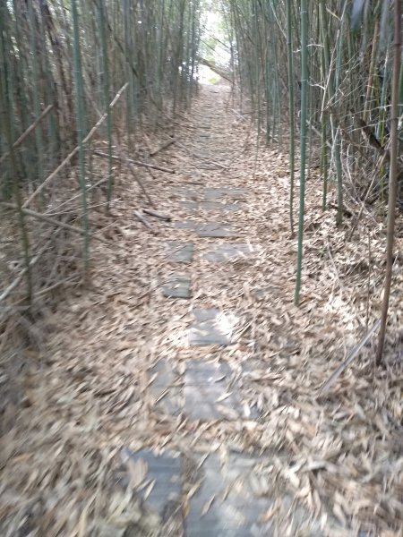 山塘背登山步道-竹林秘境1606269