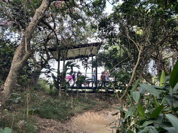 龍過脈森林步道2969781