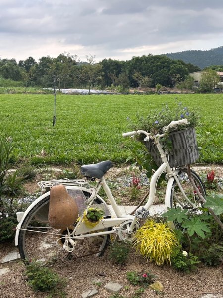 三針後山、雙連埤犬香薷節2592719