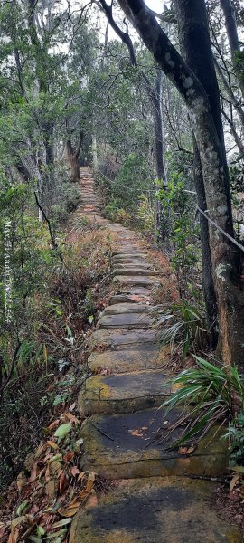 《苗栗》霧雨寒流｜三義三角山步道202512252969220