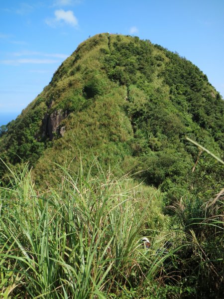 黃金一稜(基隆山O型縱走)450392