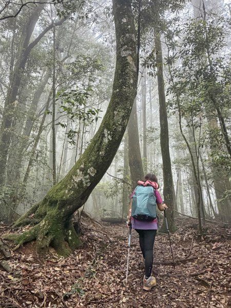 三崠連走O繞-肥崠(長壽)山-大崠山-醜崠山 202605313074262