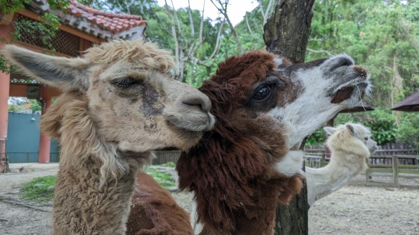 木柵動物園2322115