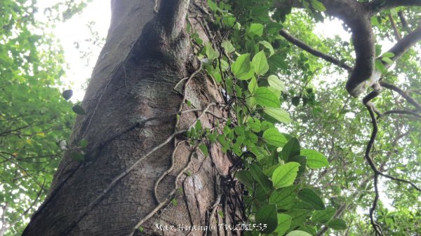 《苗栗》關刀出關｜三義關刀山出關古道(聖關段-苗56)202509052878825