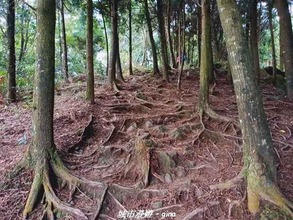 【新竹。北埔】怡然悠靜。 小百岳集起來。 編號30小百岳-五指山1549296