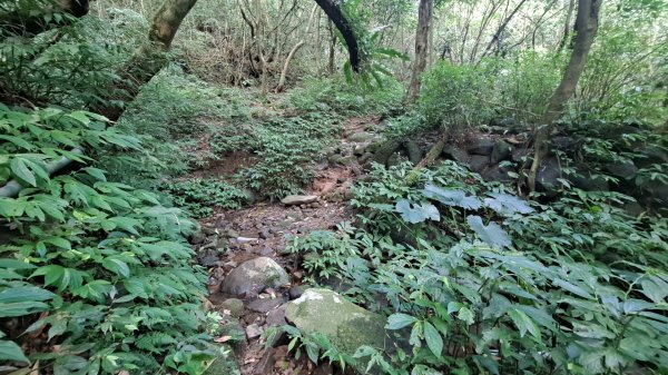 20240305坪頂古圳-登峰圳-內雙溪古道-瑪礁古道-大崎頭步道O繞2447220