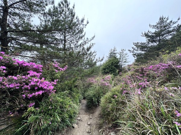 風雨中完成合歡北峰登頂2515343