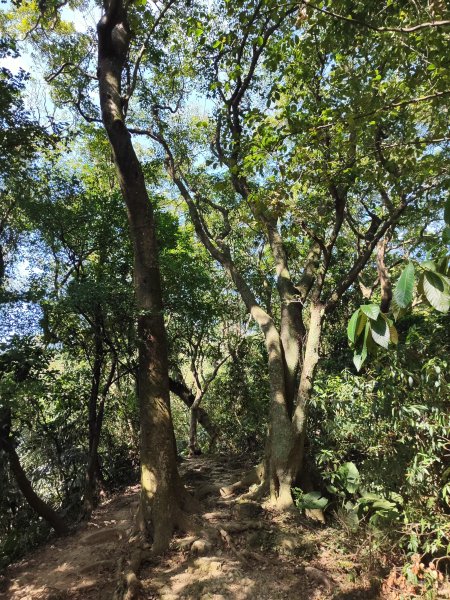 微笑山線：【大棟山系】405高地段2874160