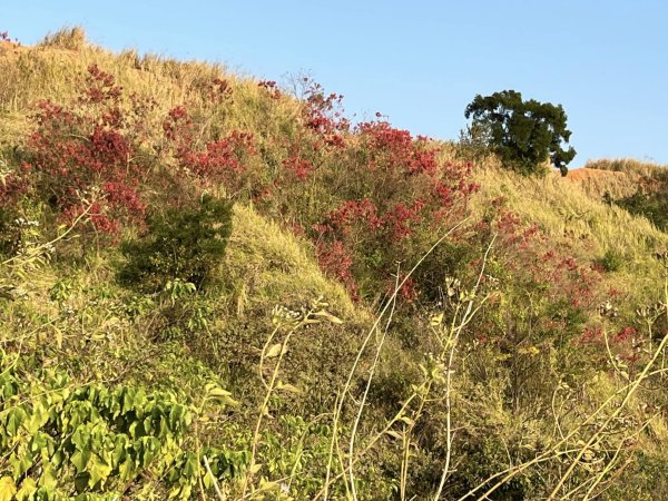 知高圳步道2711651