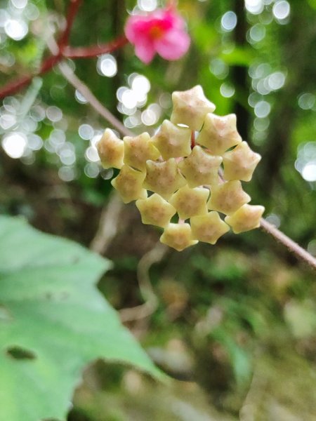 淡蘭古道第三段（我的淡蘭最終章）2838803