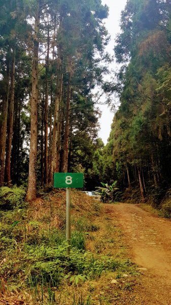 起初露營區經第三登山口上油羅山872313