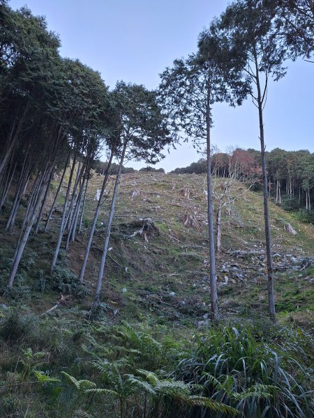 大雪山森林遊樂區之烏石坑山+山椒山(210林道)202401102400539